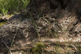 Image of fowl bluegrass