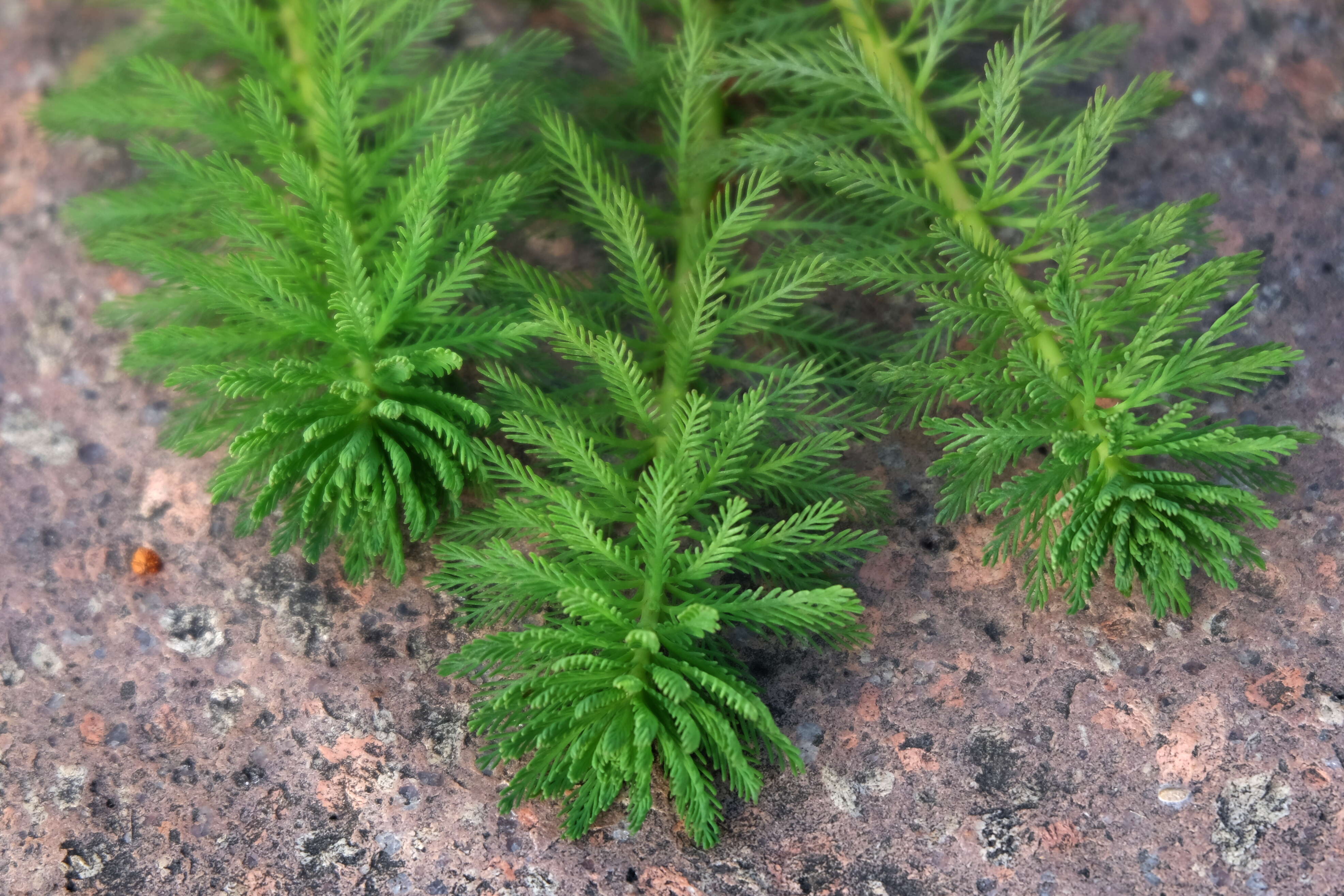 Image of parrot feather watermilfoil