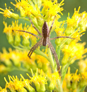 Image of nursery web spiders