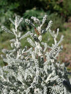 Image of lavender cotton