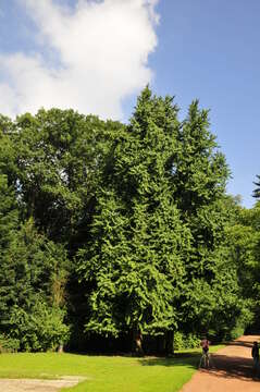 Image of Ginkgoopsida