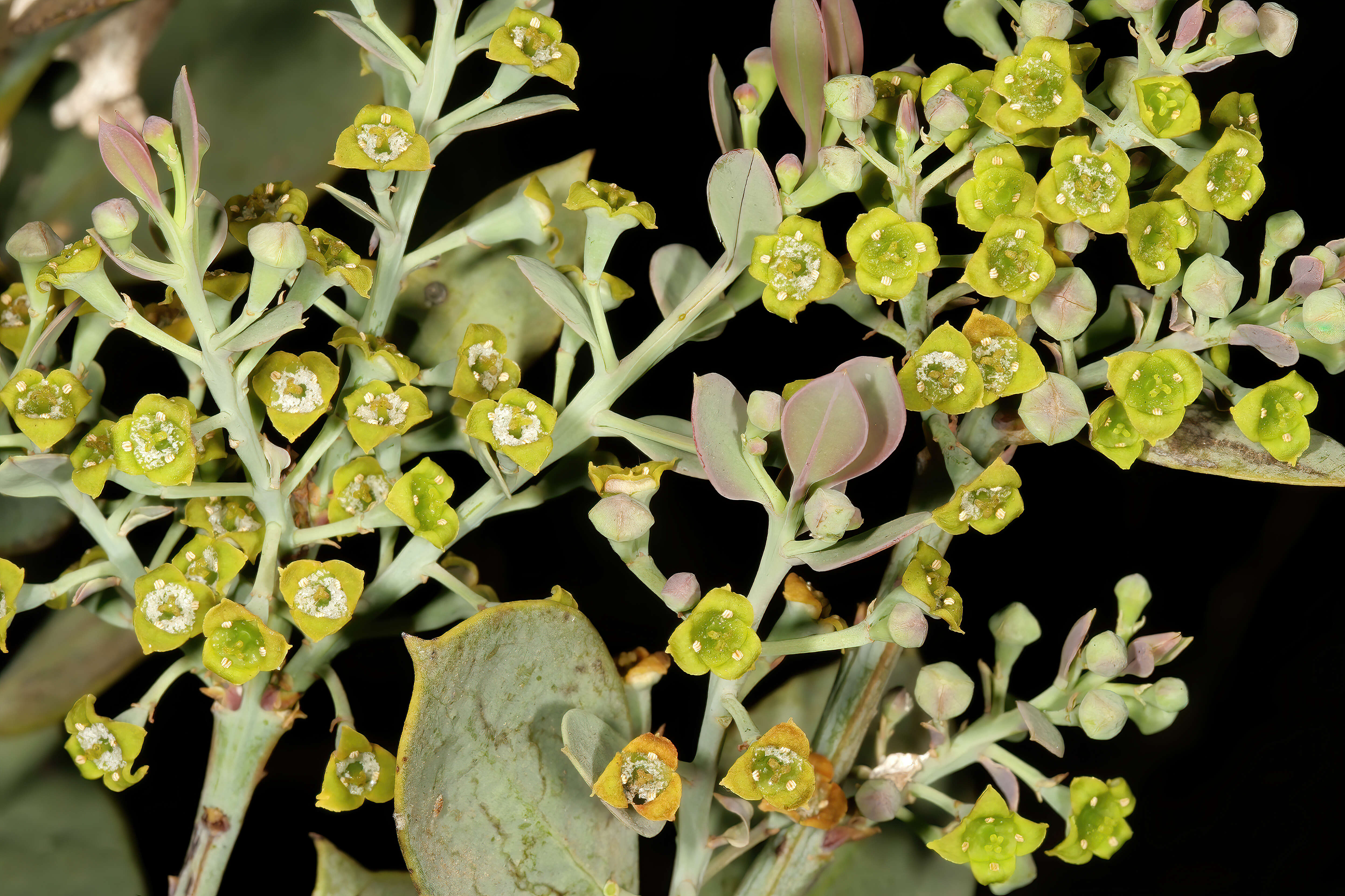 Image of Bark bush