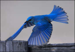 Image of Mountain Bluebird