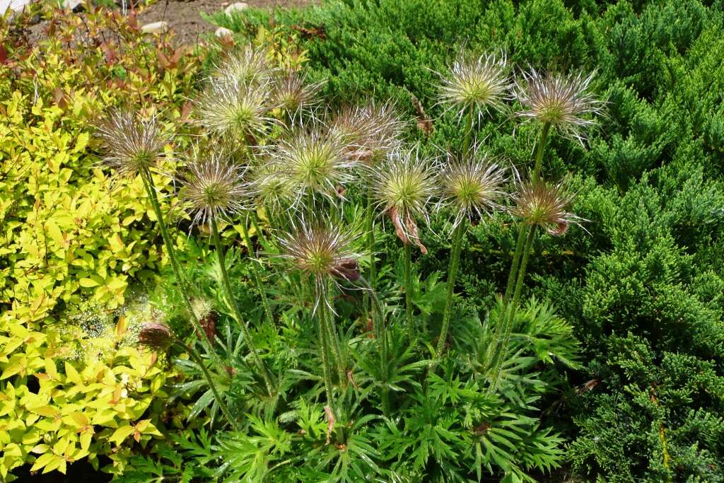 Image of Eastern Pasque Flower