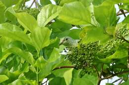 Image of Pohnpei Fruit-dove