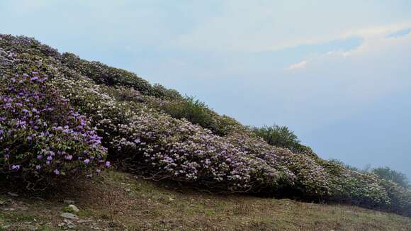 Image of Rhododendron wallichii Hook. fil.