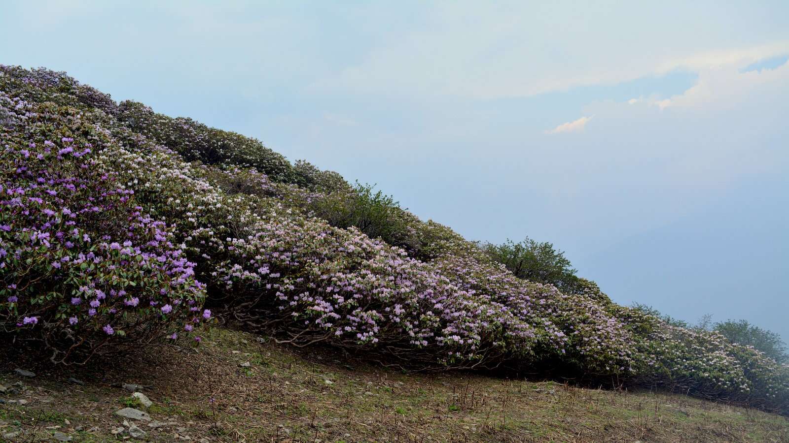 Imagem de Rhododendron wallichii Hook. fil.