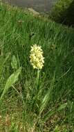 Image of Elder-flowered orchid