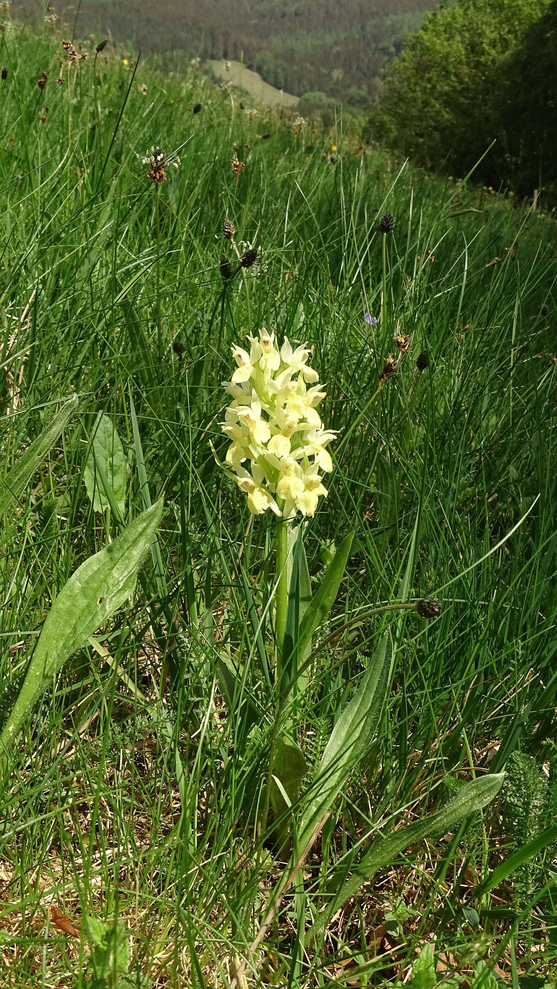 Image of Elder-flowered orchid