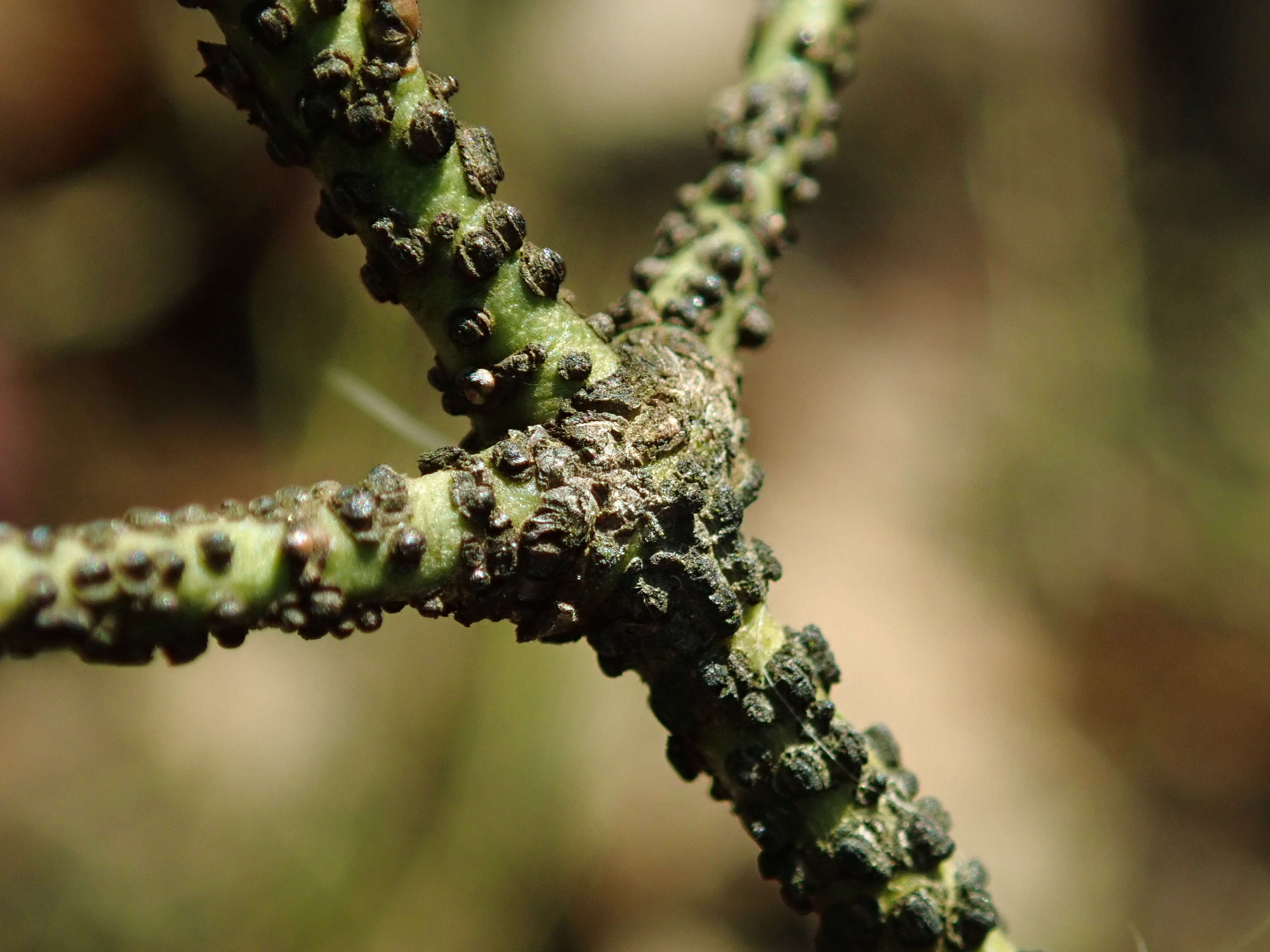 Image de Euonymus verrucosus Scop.