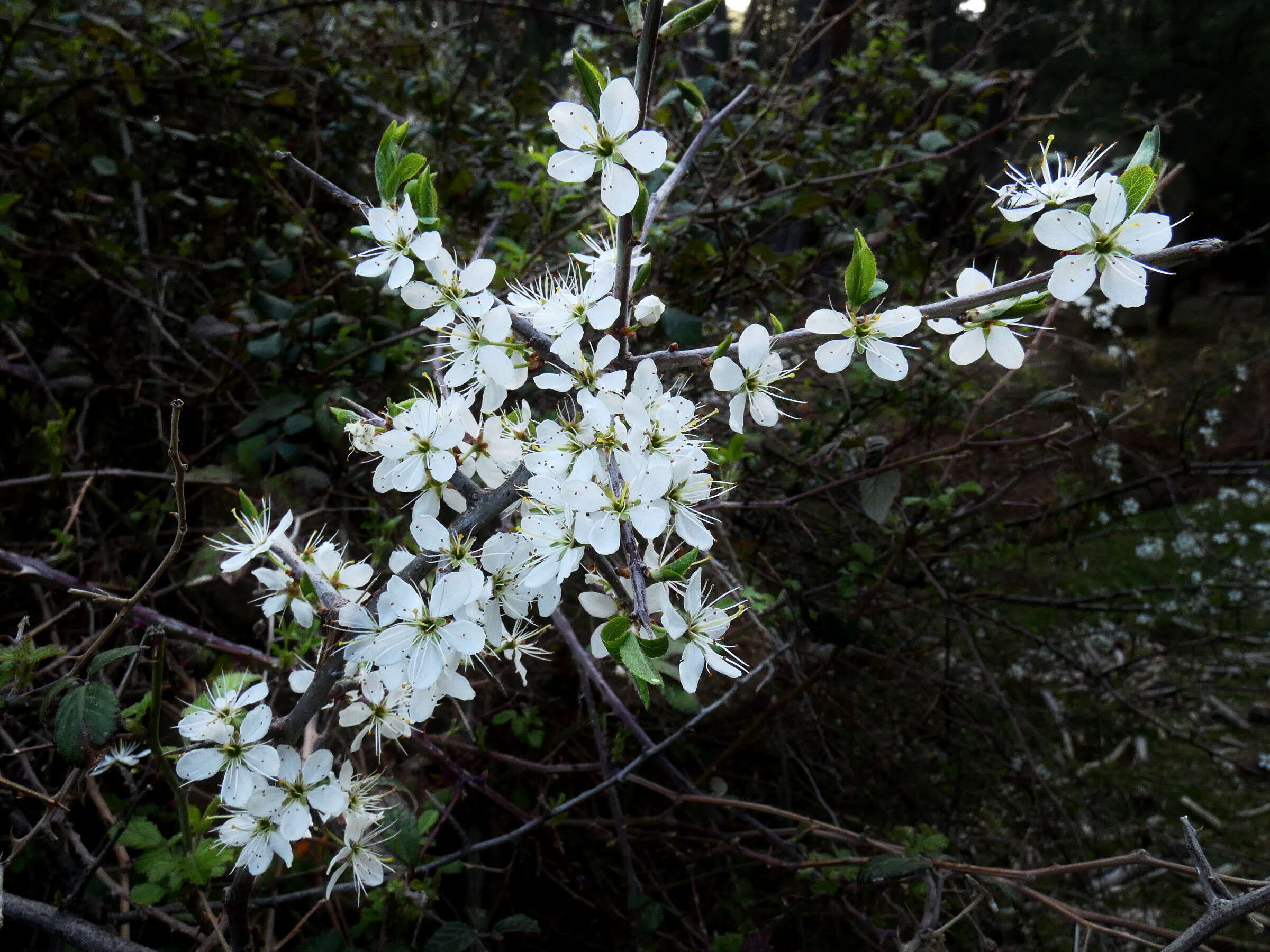 Image of Cherry Plum