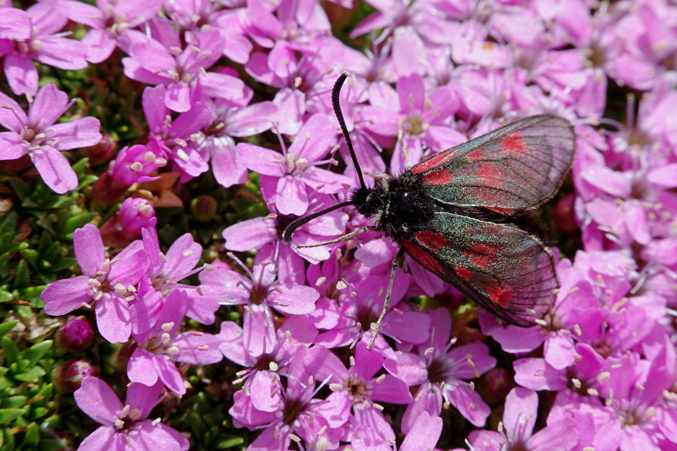 Silene acaulis (L.) Jacq.的圖片