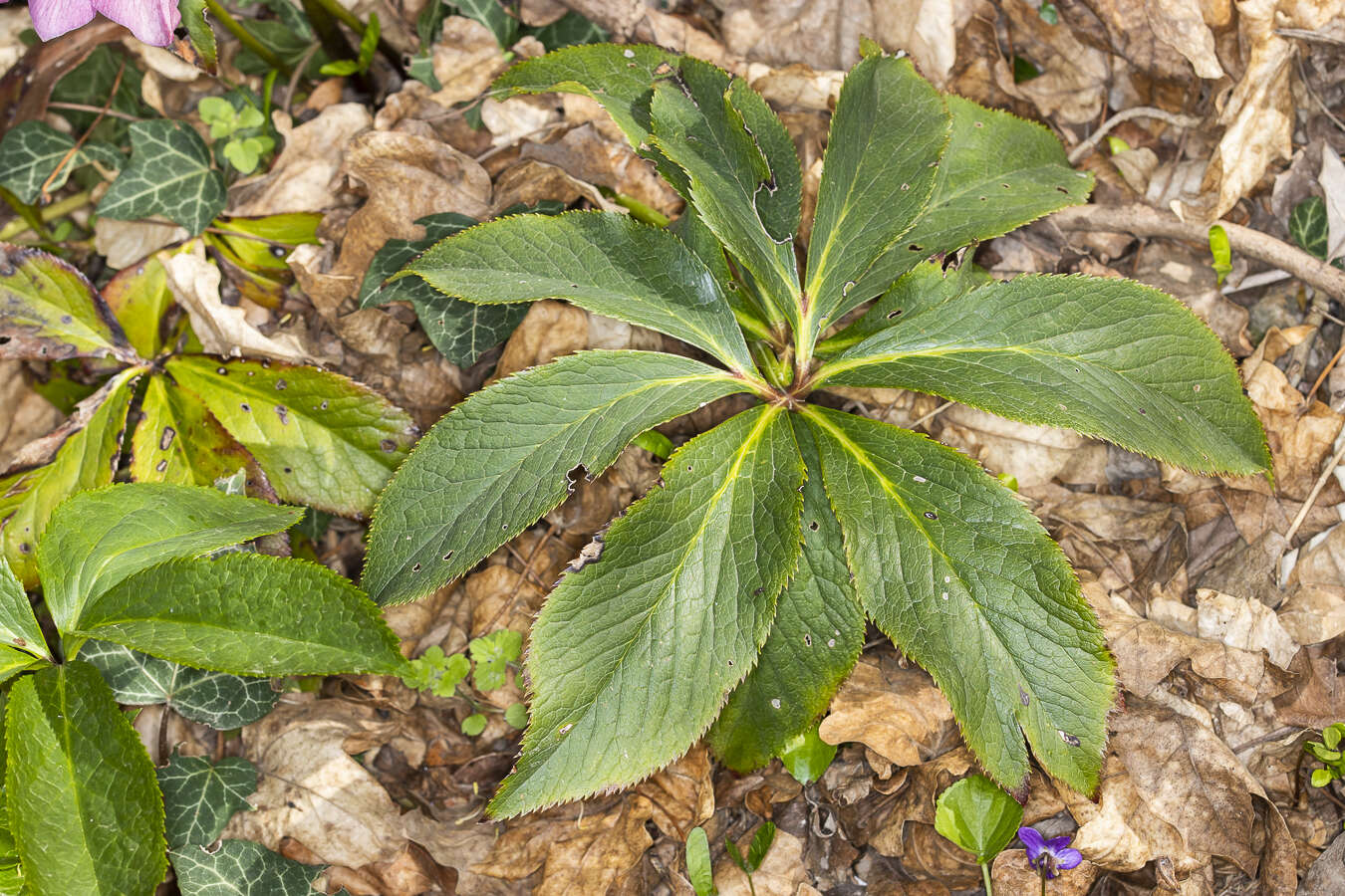 Image of lenten-rose