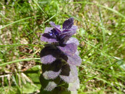 Image of Pyramidal Bugle