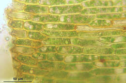 Image of dichodontium moss