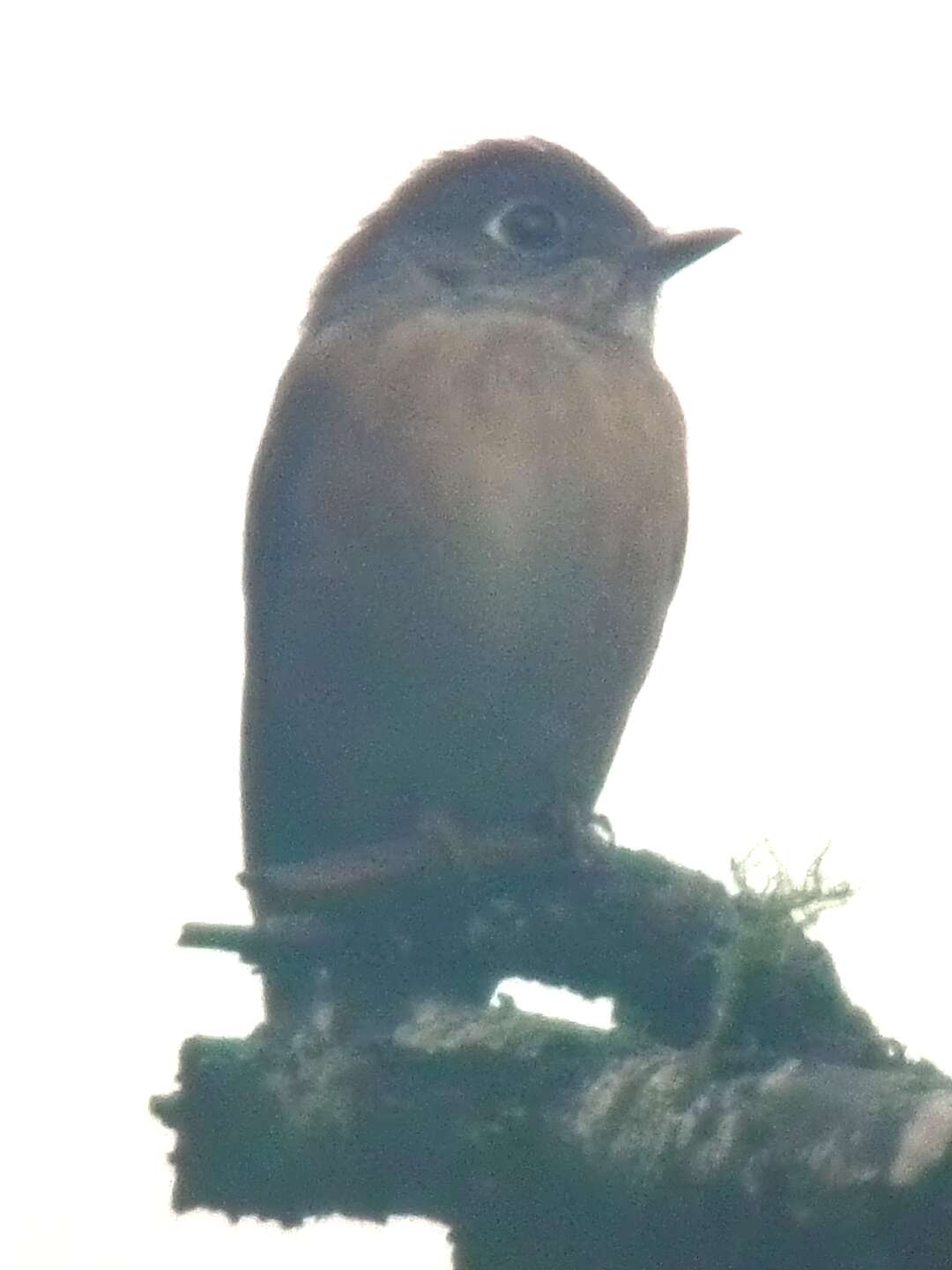 Plancia ëd Muscicapa ferruginea (Hodgson 1845)