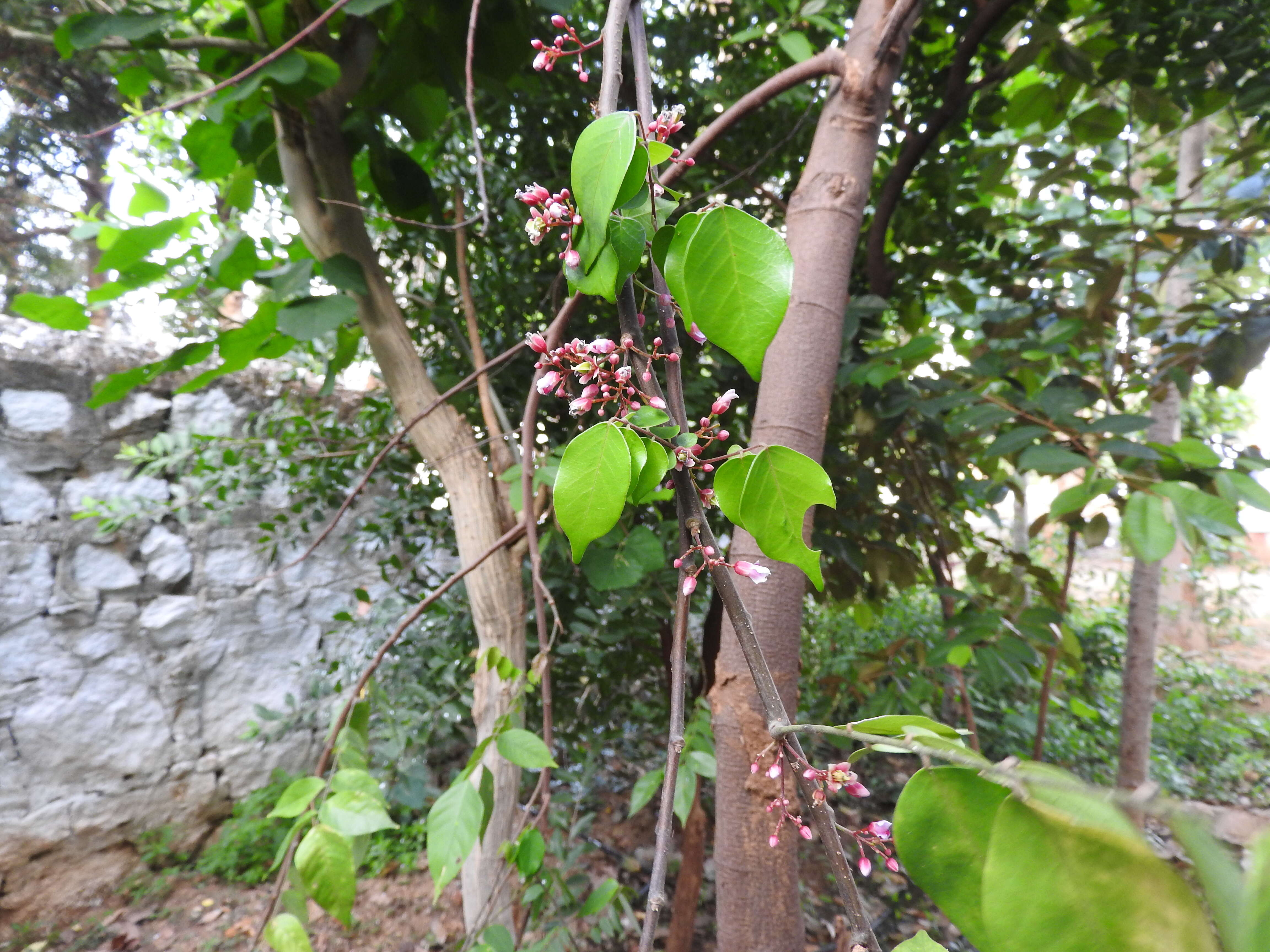 Image of carambola