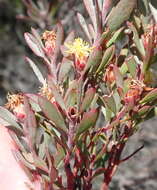 Imagem de Leucadendron rubrum Burm. fil.