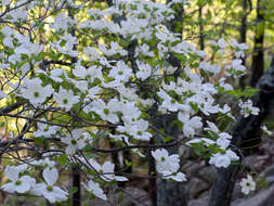 Image of flowering dogwood