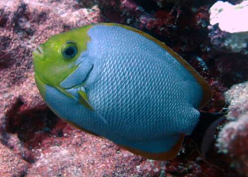 Image of Masked Angel Fish