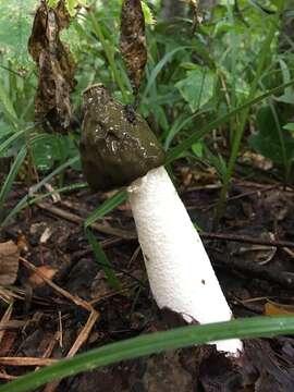 Image of Stinkhorn