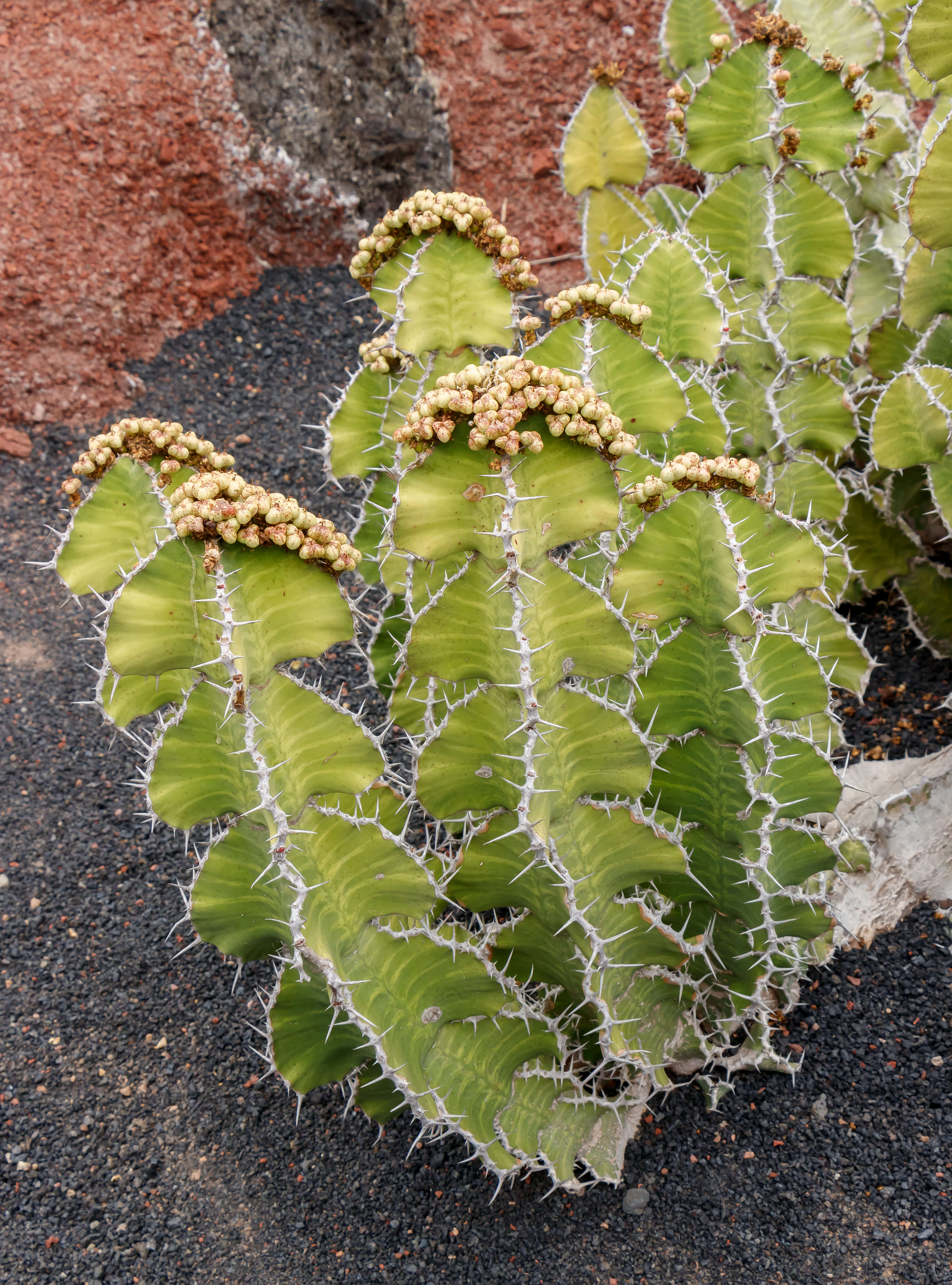 Euphorbia grandialata R. A. Dyer resmi