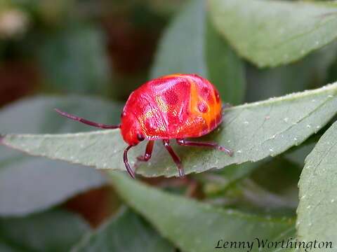 Image of <i>Chrysocoris stollii</i>