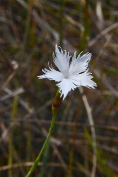 Image of Dianthus serotinus Waldst. & Kit.