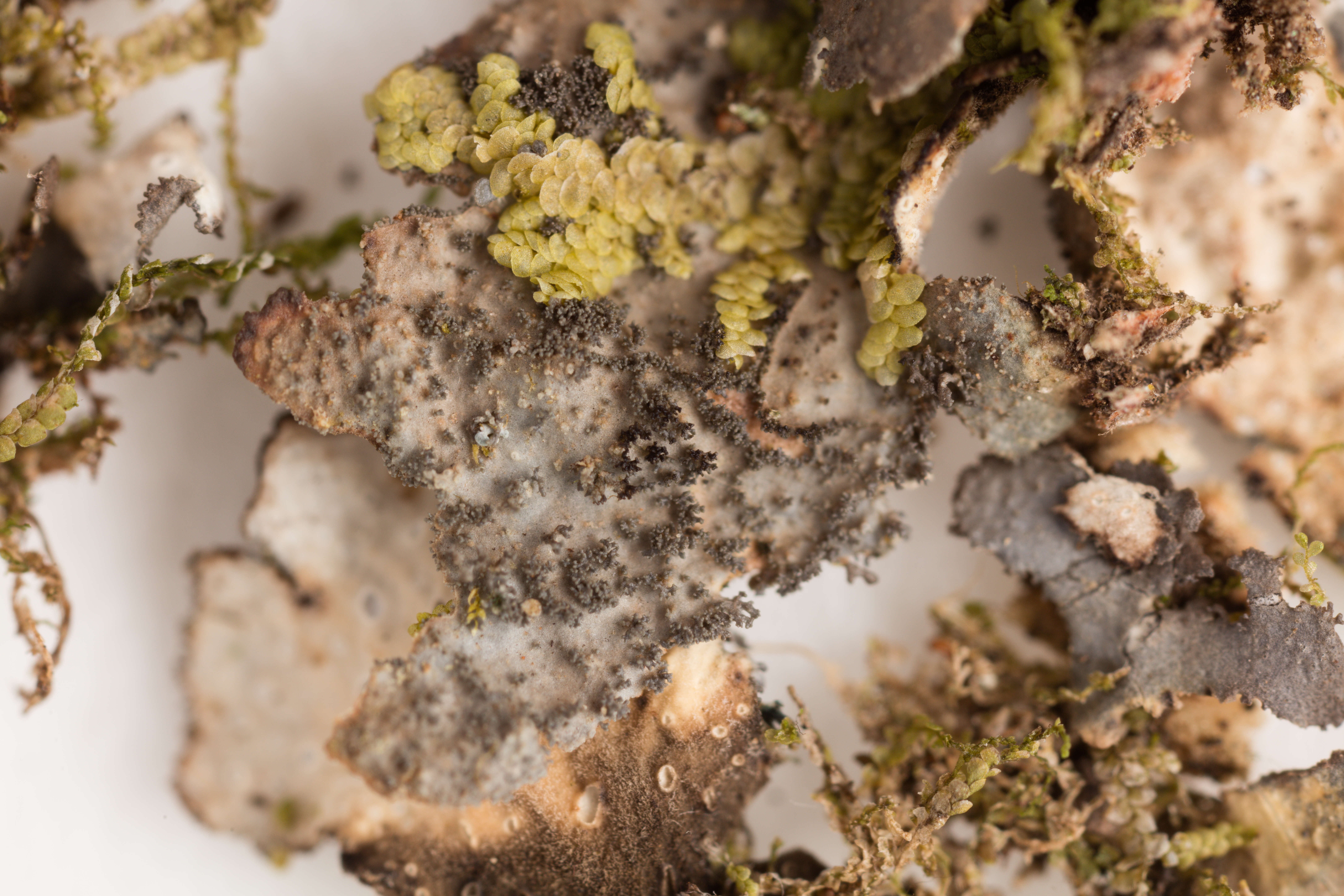 Image of spotted felt lichen