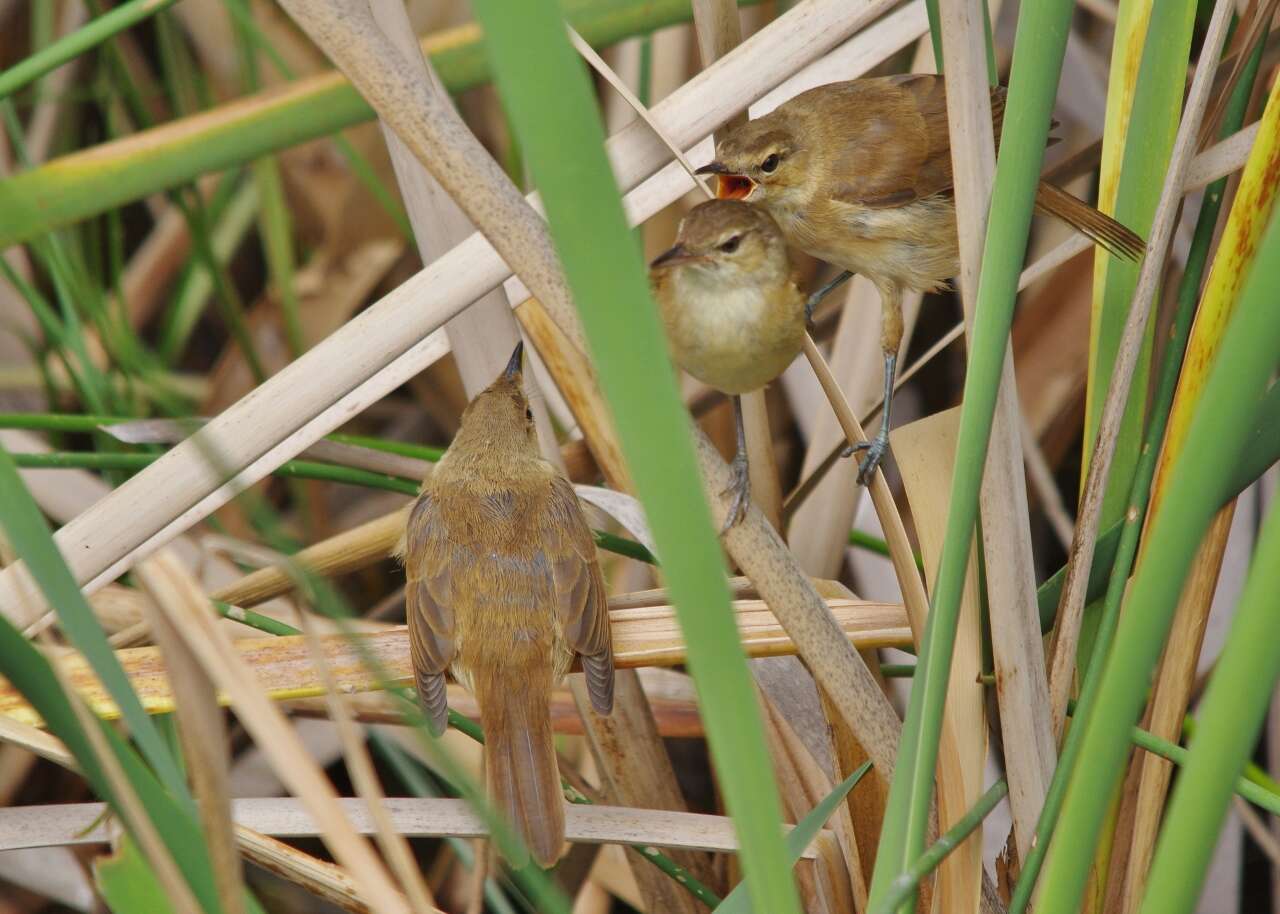 Image of Australian Reed Warbler