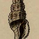 Image of Kermia albifuniculata (Reeve 1846)