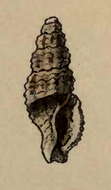 Image of Kermia albifuniculata (Reeve 1846)