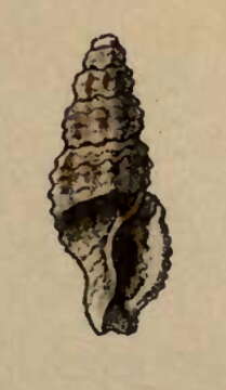 Image of Kermia albifuniculata (Reeve 1846)
