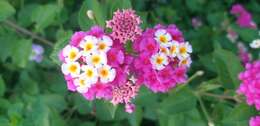 Image of lantana