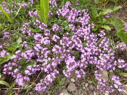 Image of Large Thyme