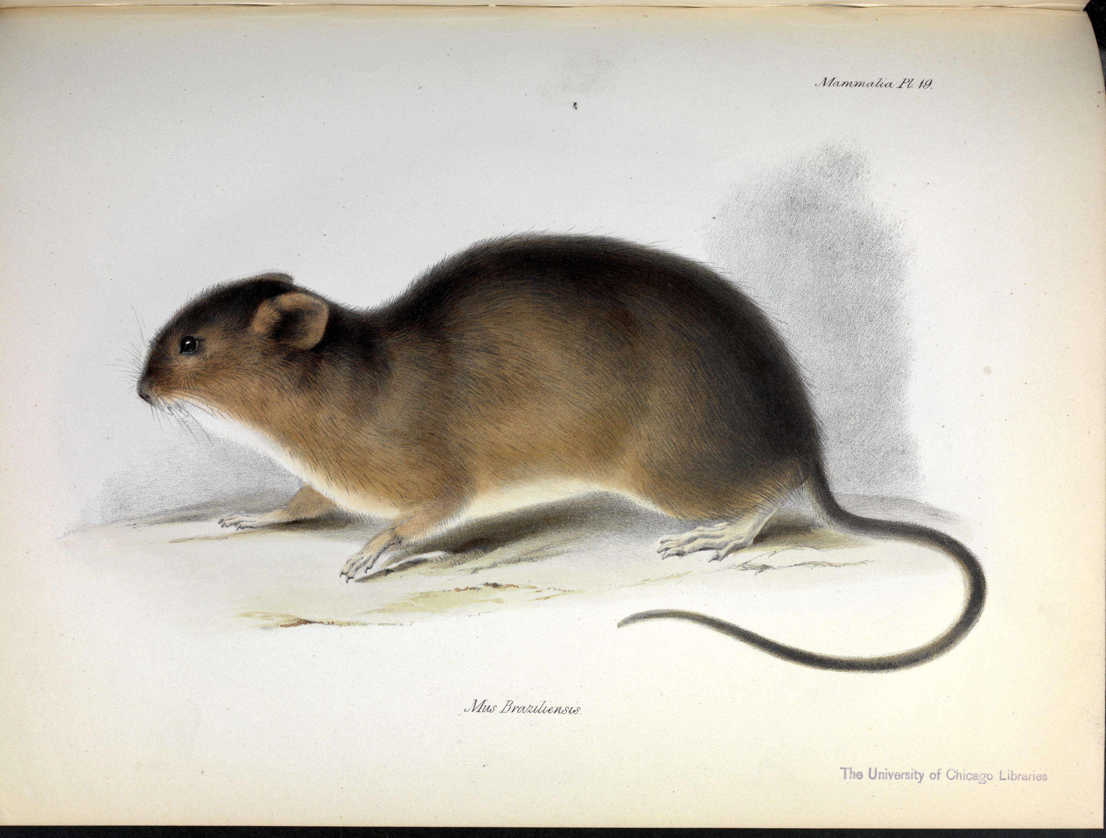 Image of Brazilian Marsh Rat