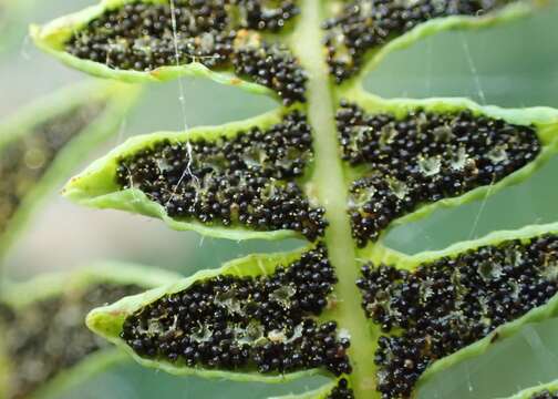 Image of Marsh Fern