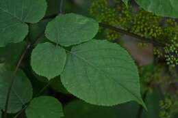 Image of American spikenard