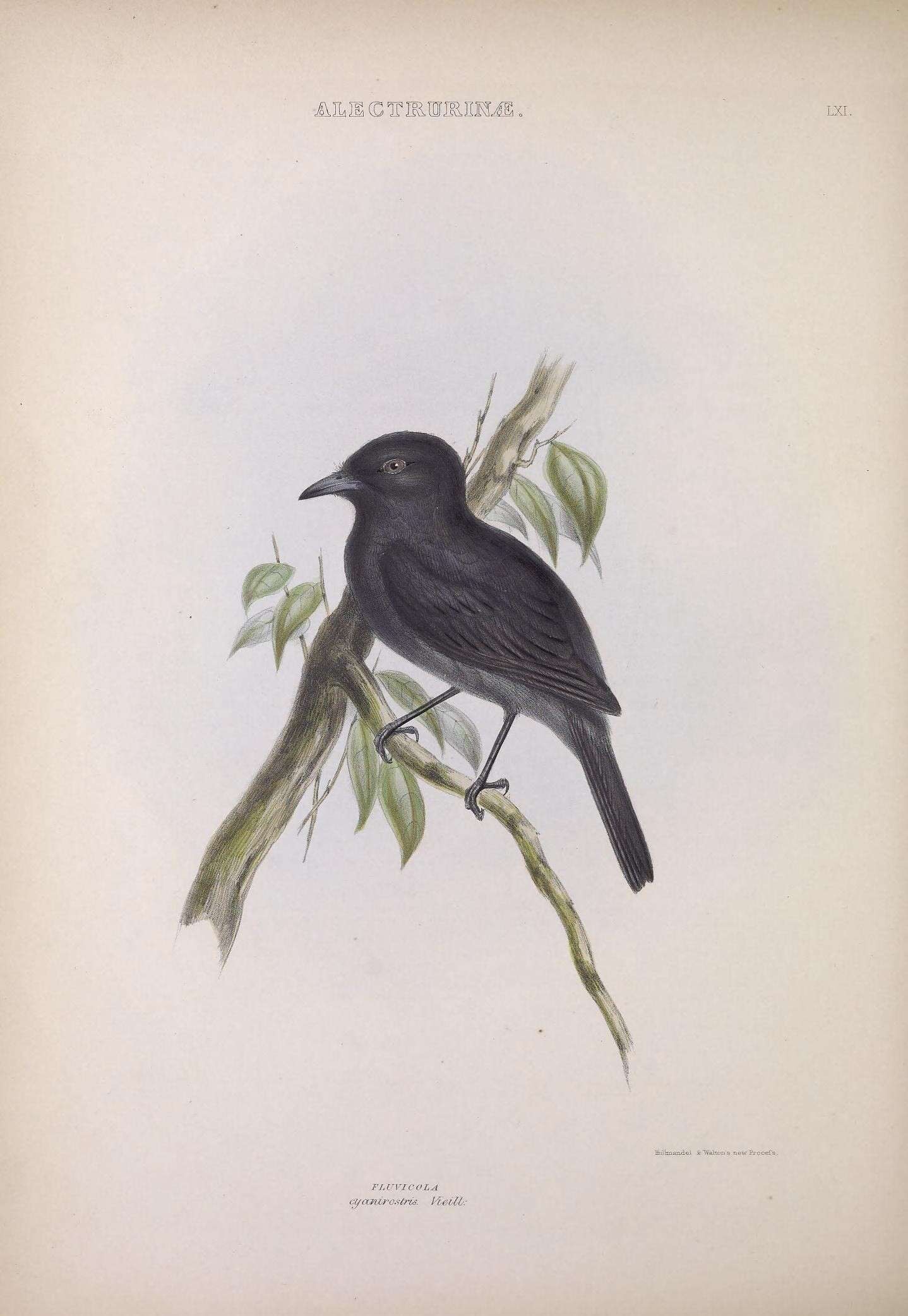 Image of Fluvicola Swainson 1827