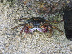 Imagem de Leptograpsus variegatus