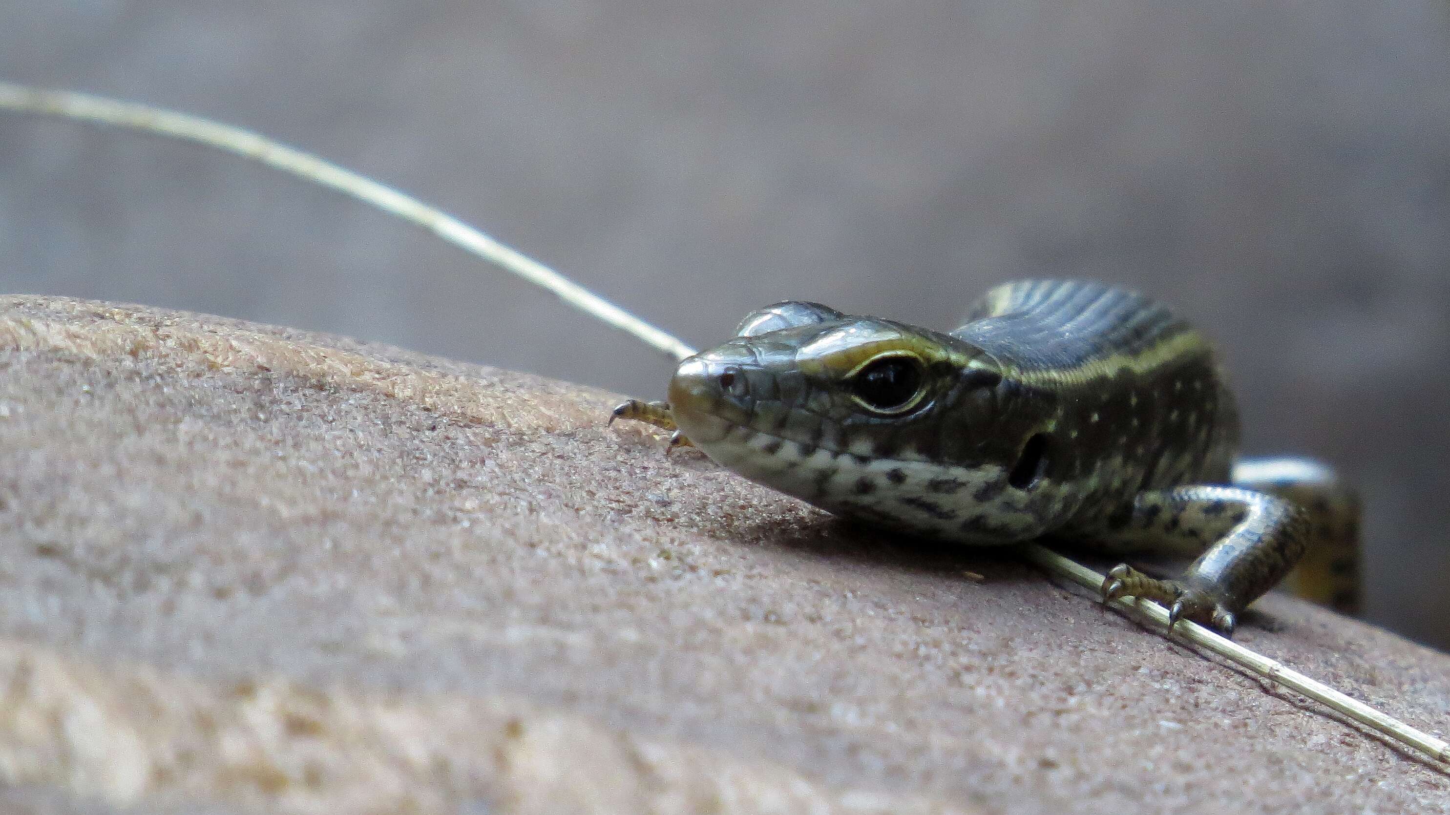 Image of Warm-temperate Water-skink