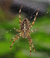 Image of Garden spider