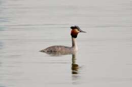 Image of Podiceps Latham 1787