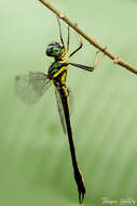 Image of Idionyx gomantakensis Subramanian, Rangnekar & Naik 2013