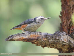 Слика од Sitta leucopsis Gould 1850