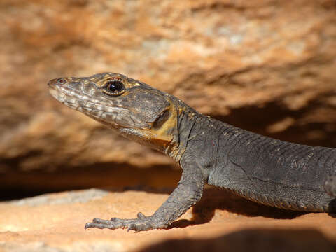 Image of False girdled lizards