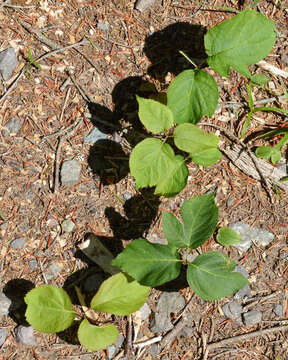 Aralia nudicaulis L.的圖片