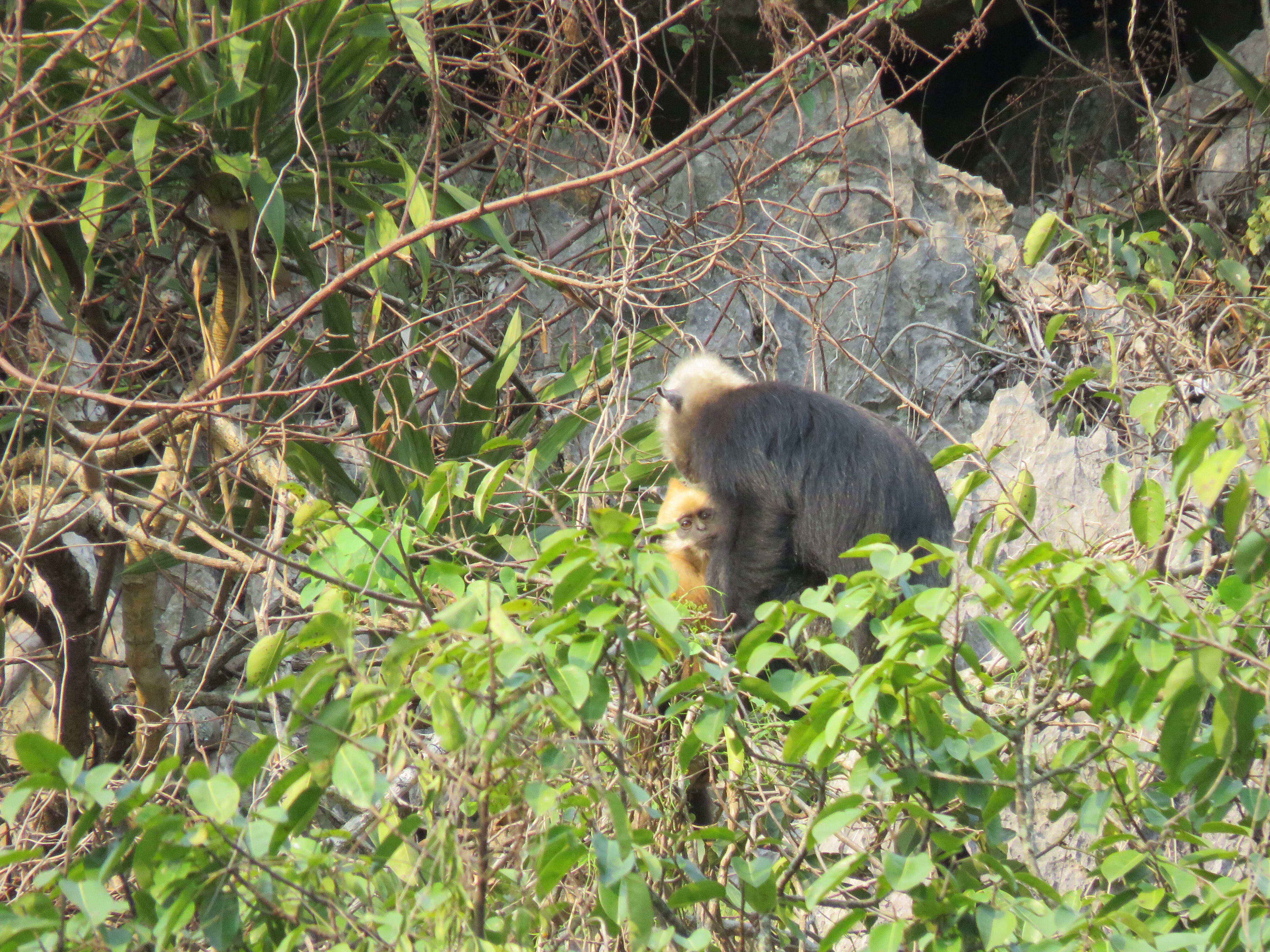 Image of Cat Ba Black Leaf Monkey