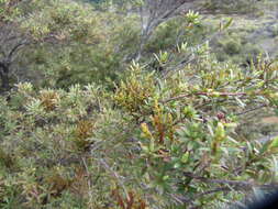 Image of Mistletoes