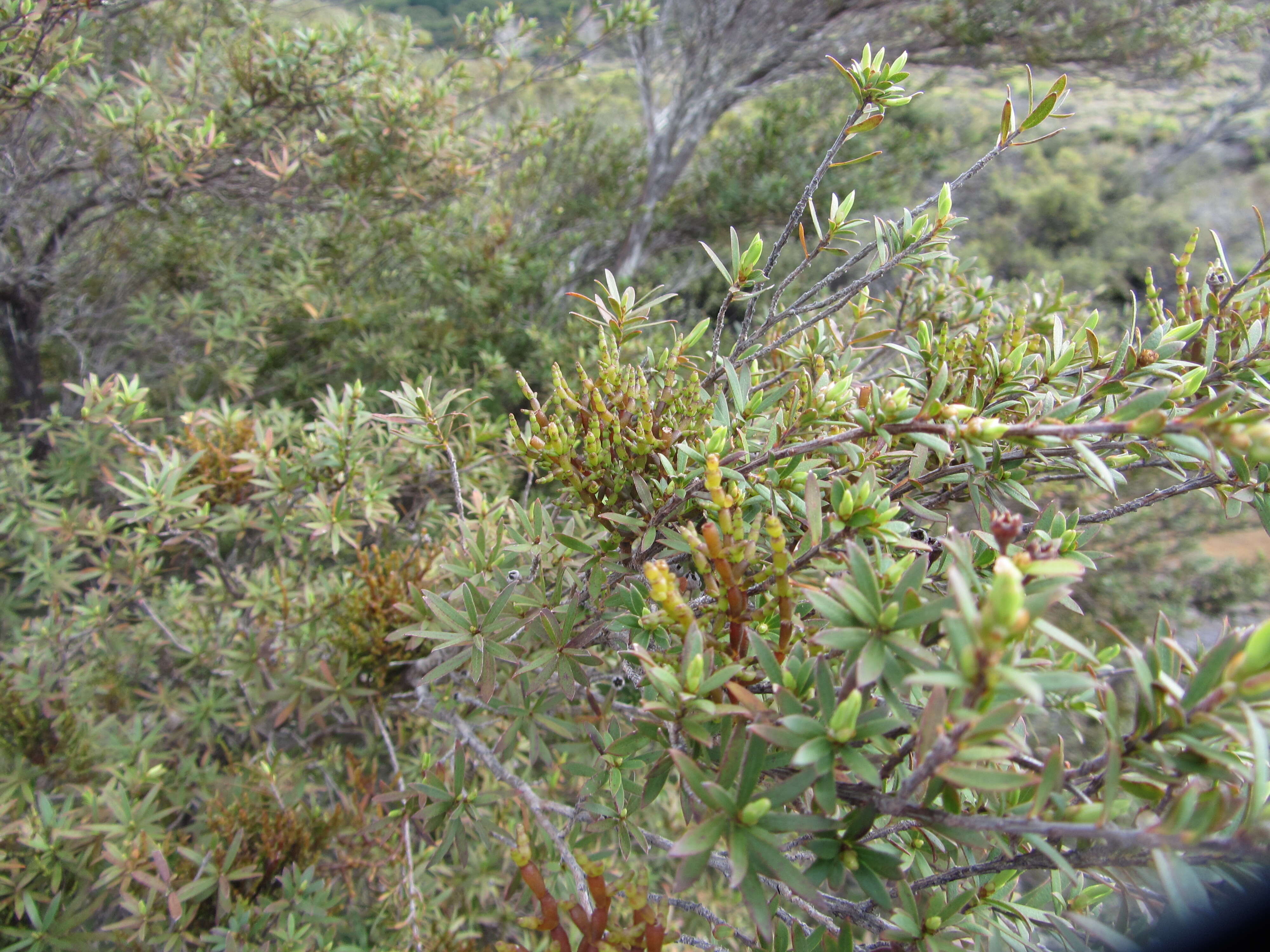 Image of Mistletoes